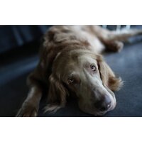 Sony Alpha a7C II Kit 28-60mm (серебристый) Image #22