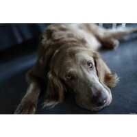 Sony Alpha a7C II Kit 28-60mm (черный) Image #17