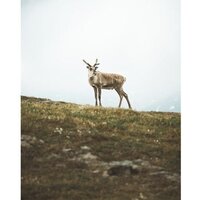 Olympus OM-5 Body (черный) Image #17