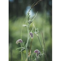 Olympus OM-5 Body (черный) Image #15