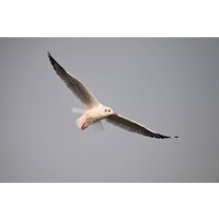 Nikon Z6 III Body Image #23