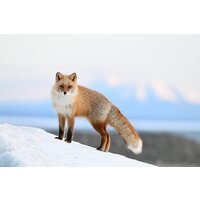 Nikon Z6 III Kit 24-120mm f/4 S Image #26